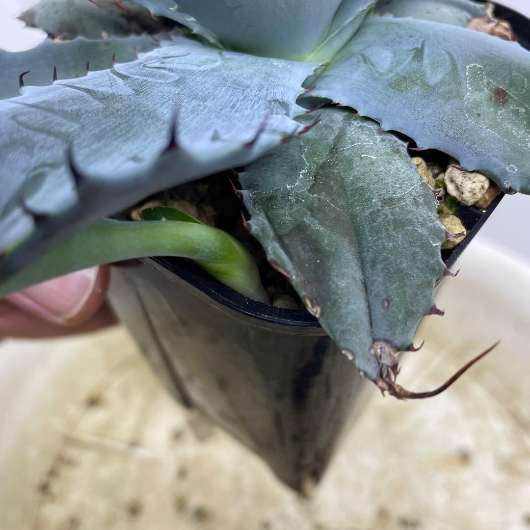 専用 アガベ ハイブリッド 甲蟹×屈原の舞扇 特選タイプ 速達 - メルカリ