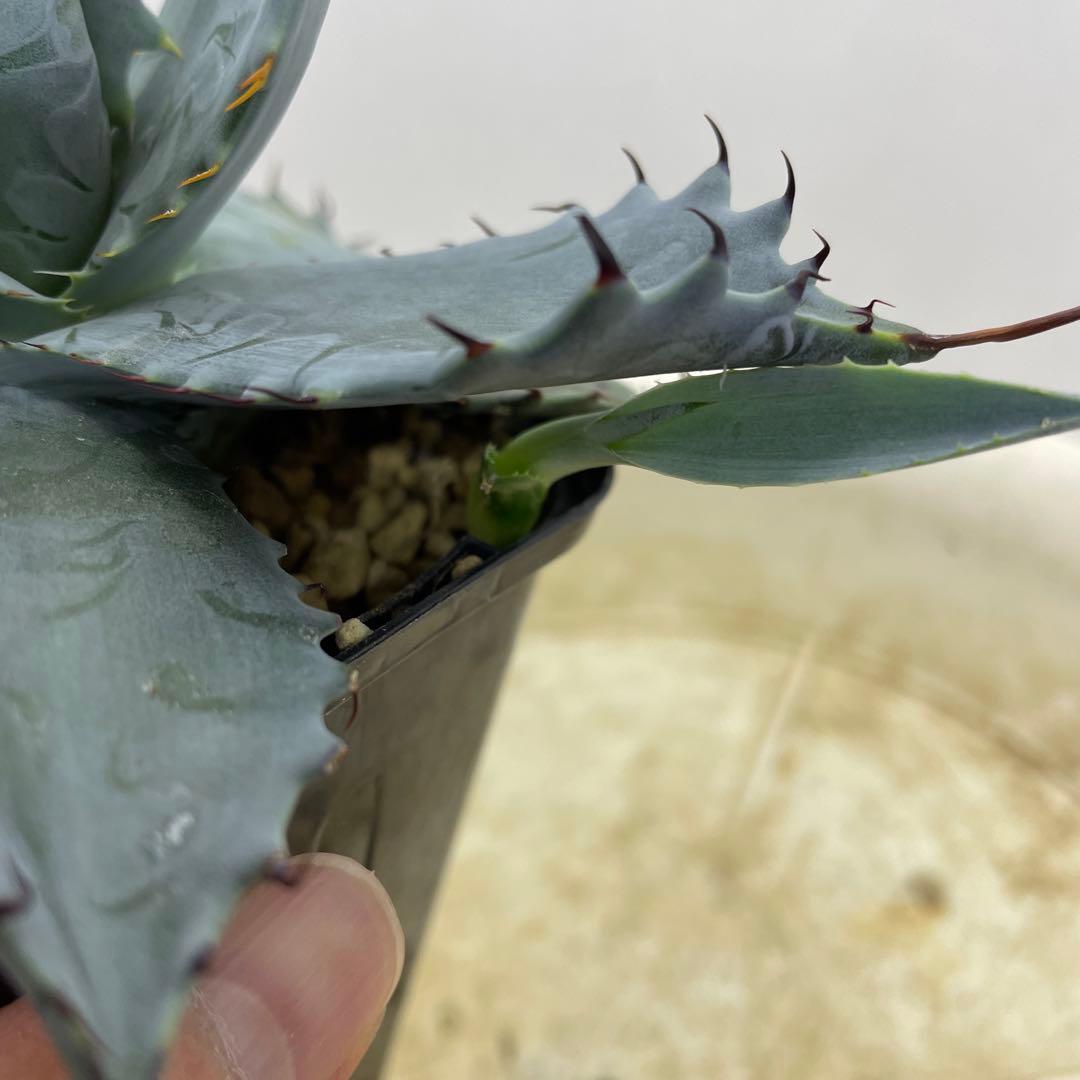 専用 アガベ ハイブリッド 甲蟹×屈原の舞扇 特選タイプ 速達 - メルカリ