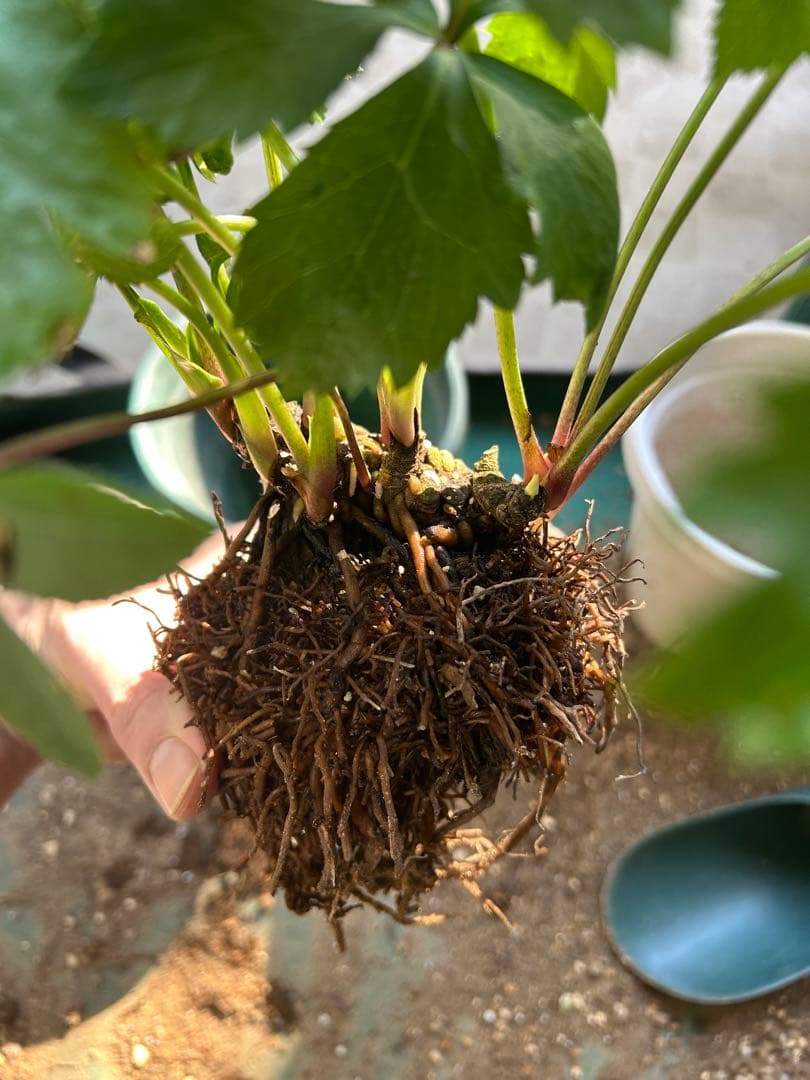 クリスマスローズ　株分け　大木ナーセリー　デュメ系　ss カップ咲き