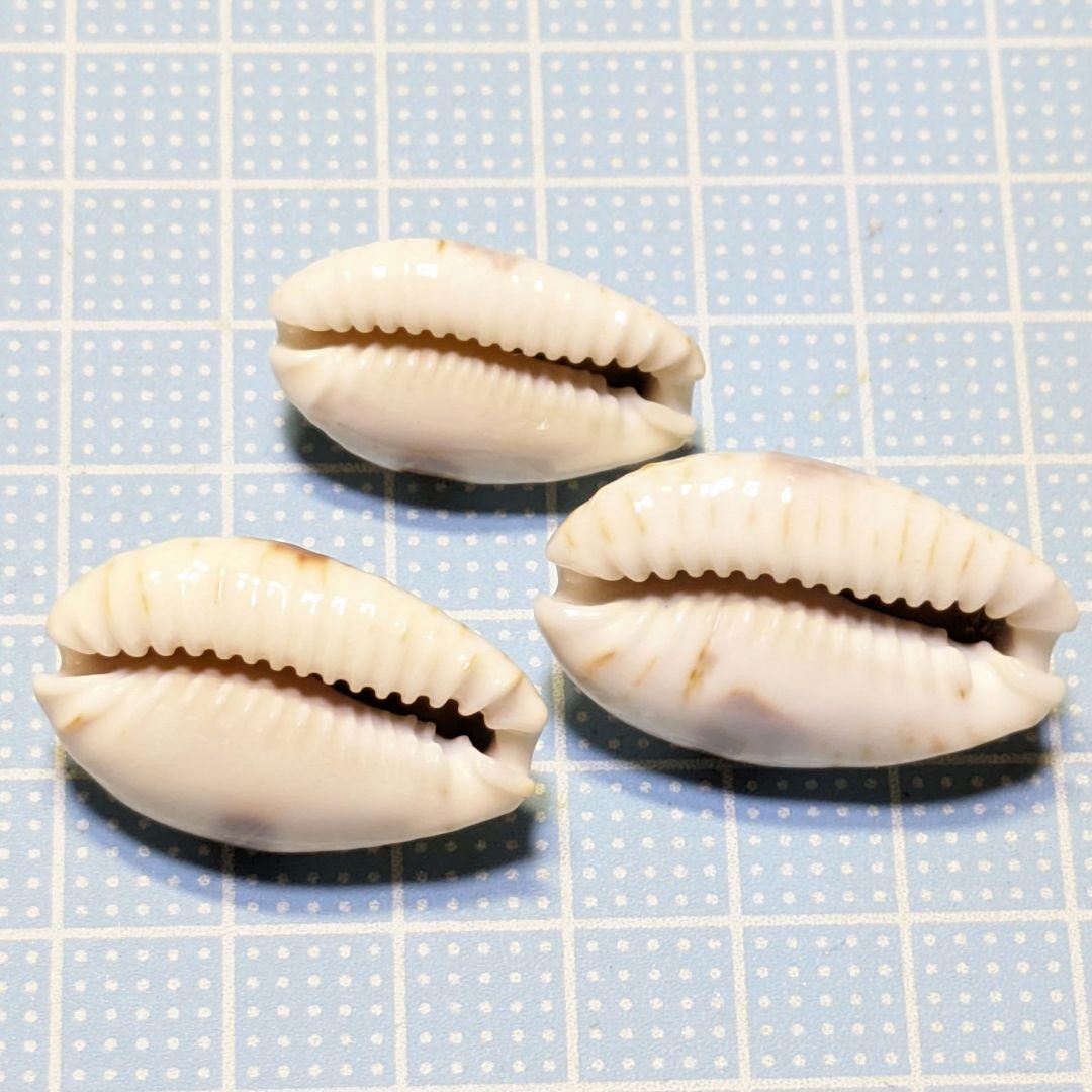 貝殻標本 コモンダカラガイ - メルカリ