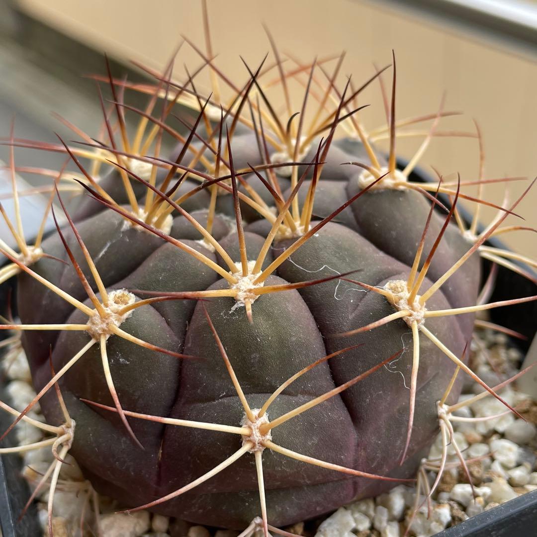 ギムノカリキウム 尾形丸 - メルカリ