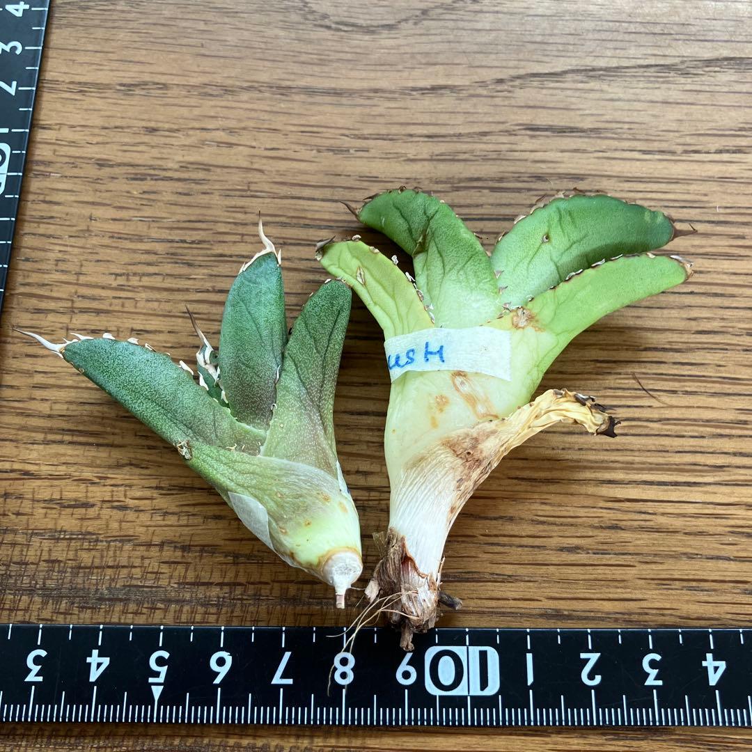 レ*ド様 【初売りオークション】124 匿名配送 REZA産　アガベ　ノヴァ/ル