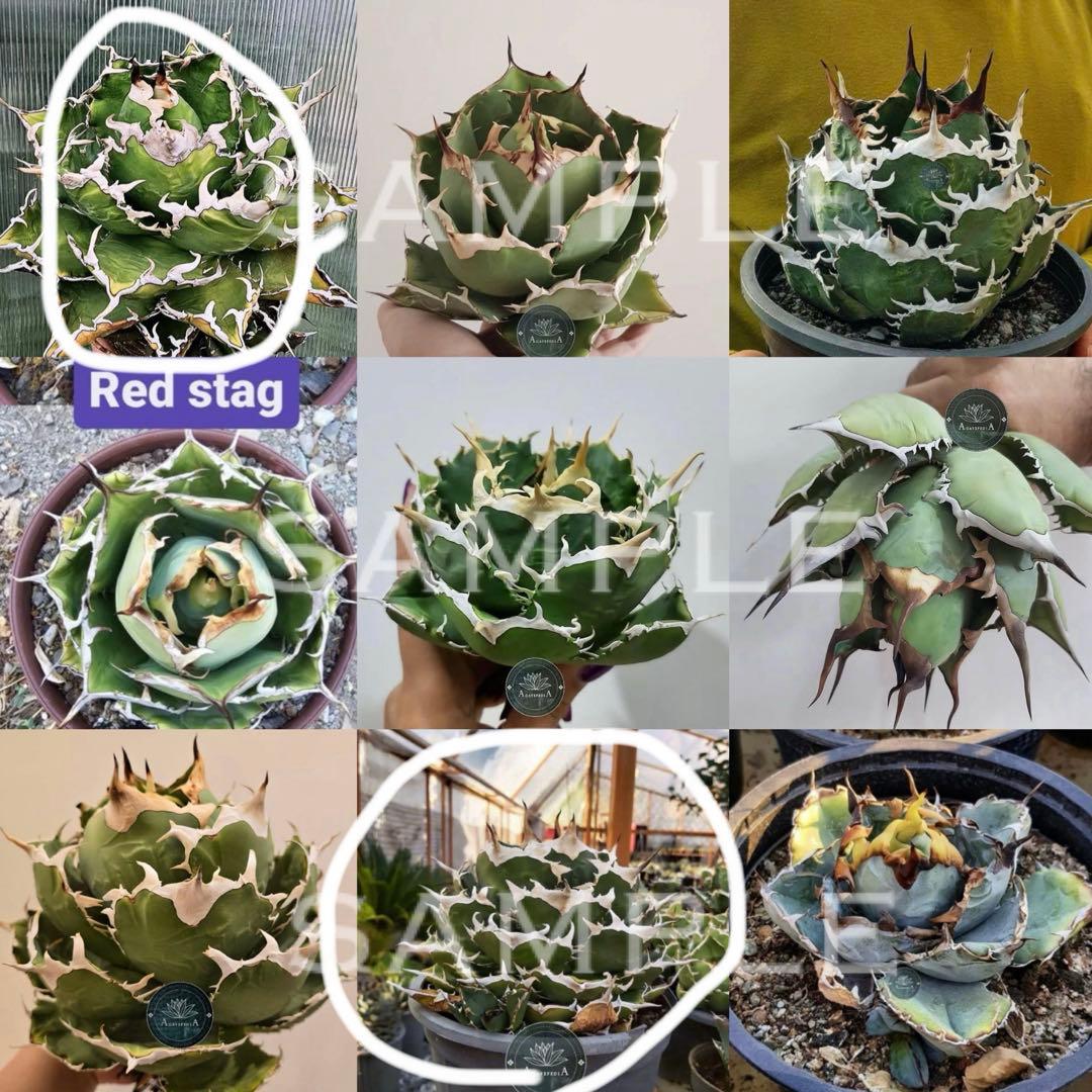 レ*ド様 【初売りオークション】124 匿名配送 REZA産　アガベ　ノヴァ/ル