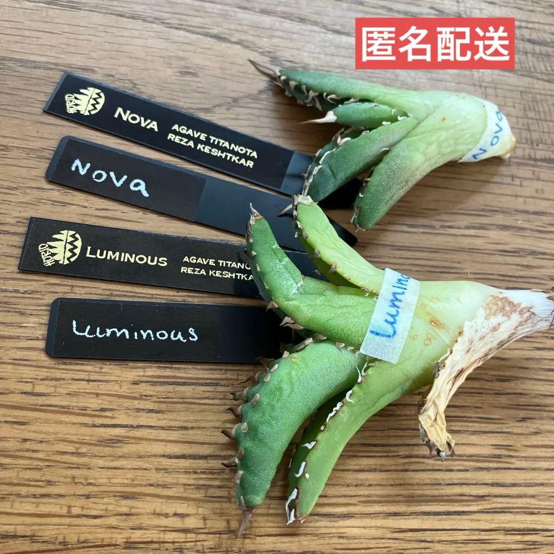 レ*ド様 【初売りオークション】124 匿名配送 REZA産　アガベ　ノヴァ/ル