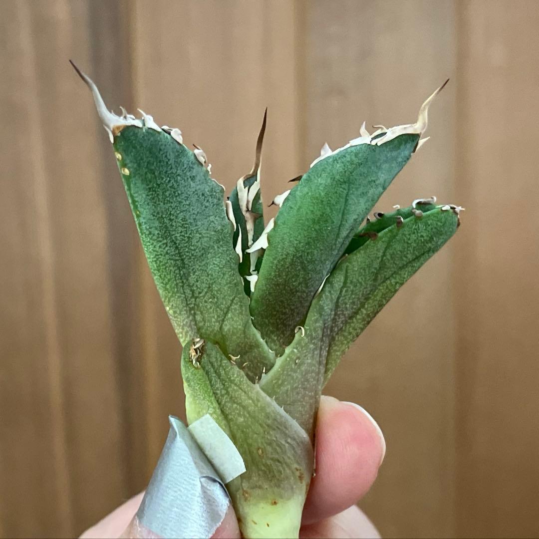 レ*ド様 【初売りオークション】124 匿名配送 REZA産　アガベ　ノヴァ/ル