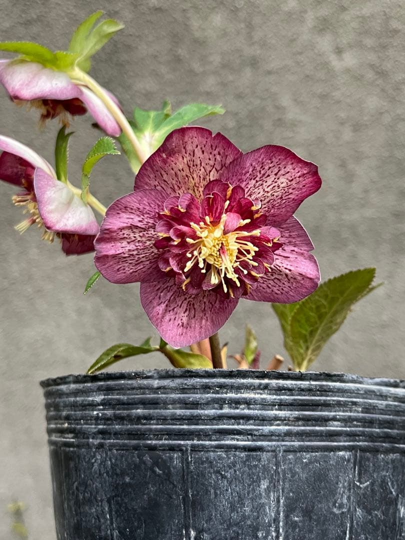 クリスマスローズ セミダブル　ゴールド交配