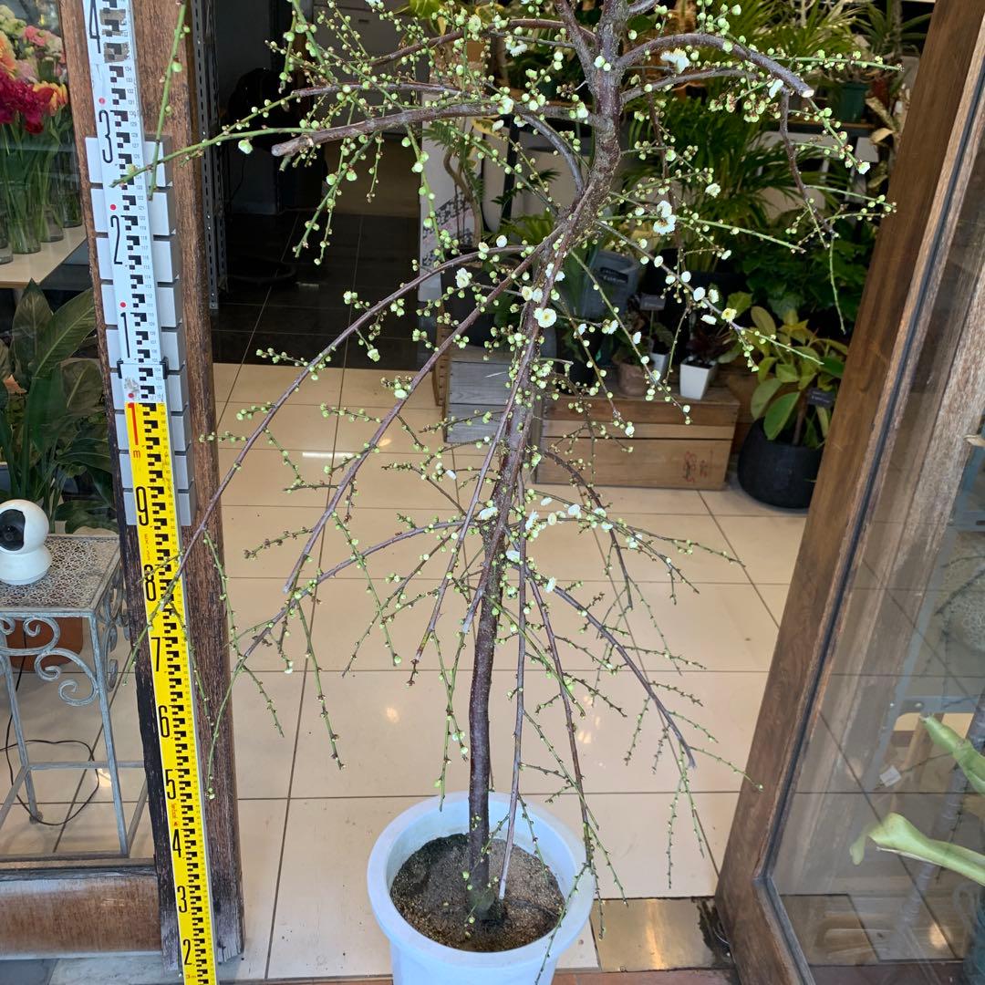 枝垂れ梅　シダレウメ 白花 苗木　1