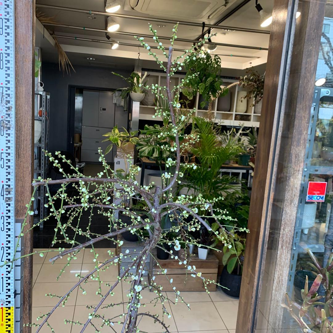 枝垂れ梅　シダレウメ 白花 苗木　1