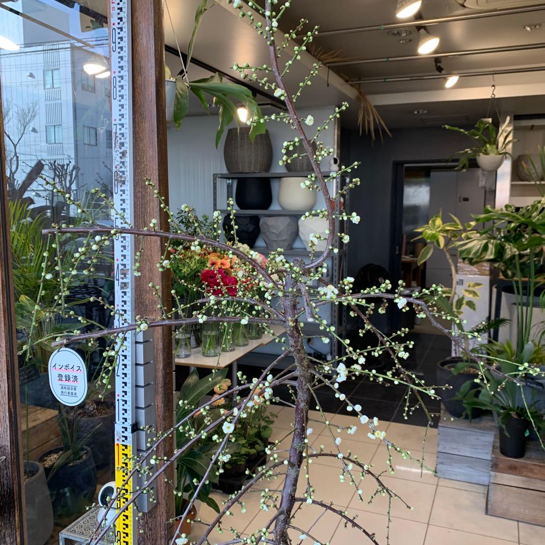 枝垂れ梅　シダレウメ 白花 苗木　1