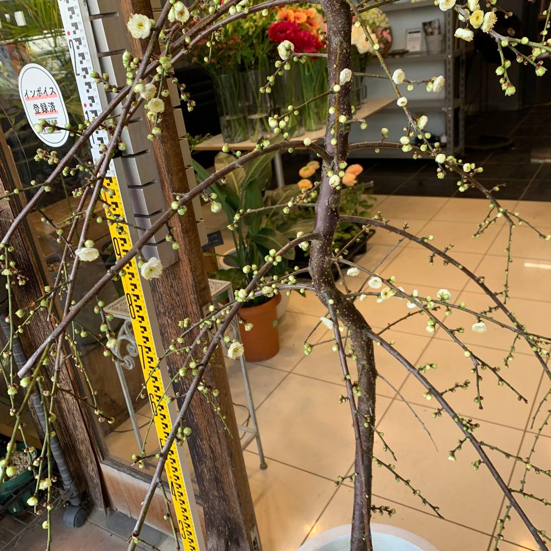 枝垂れ梅　シダレウメ 白花 苗木　1