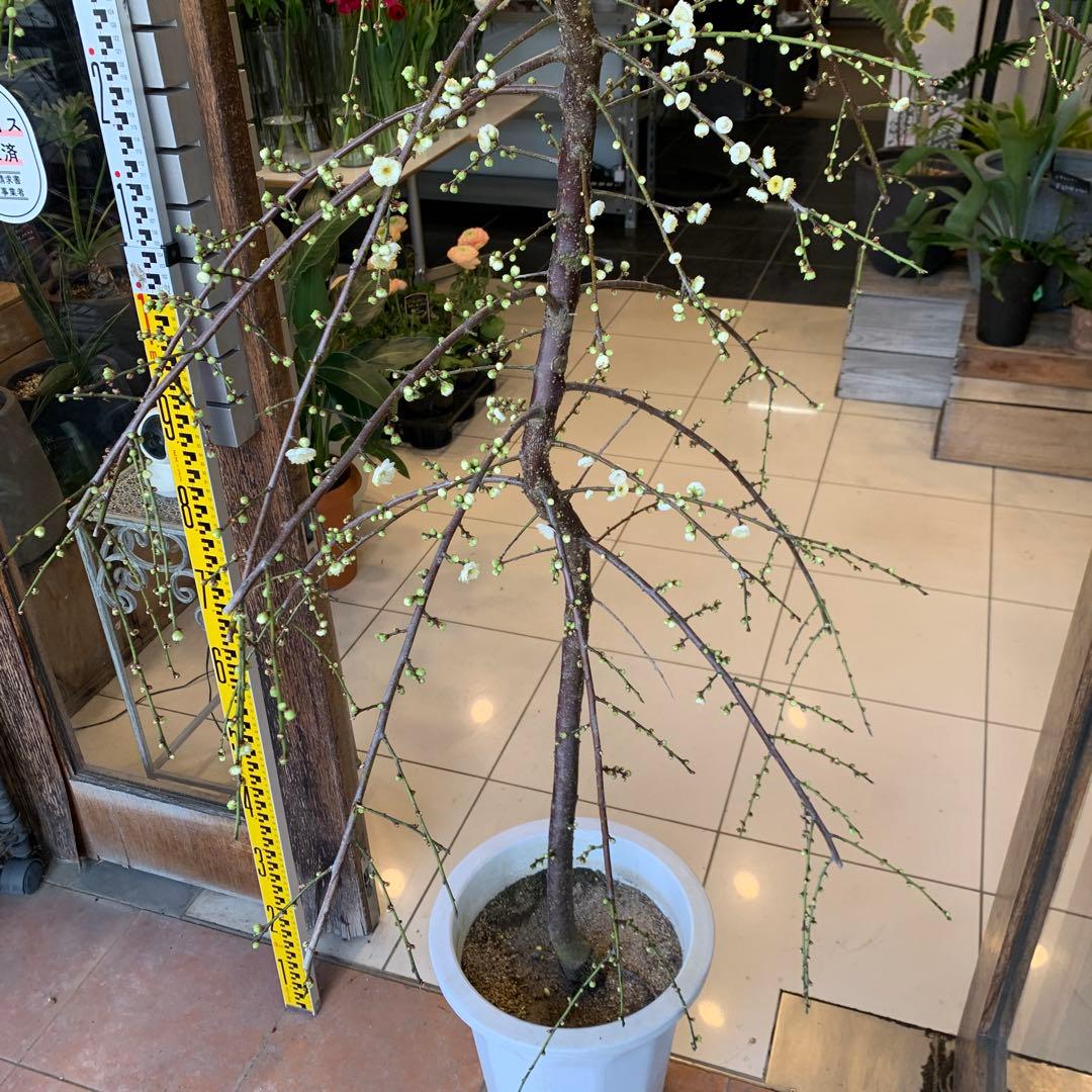 枝垂れ梅　シダレウメ 白花 苗木　1
