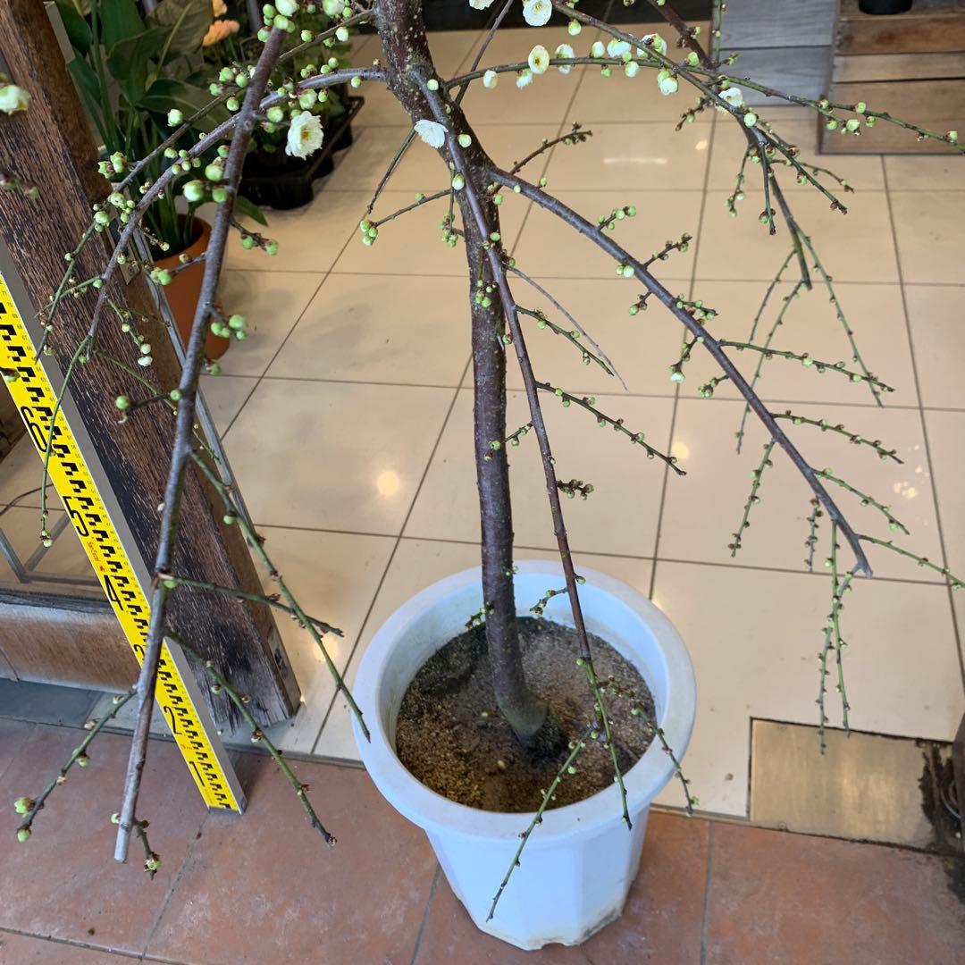 枝垂れ梅　シダレウメ 白花 苗木　1