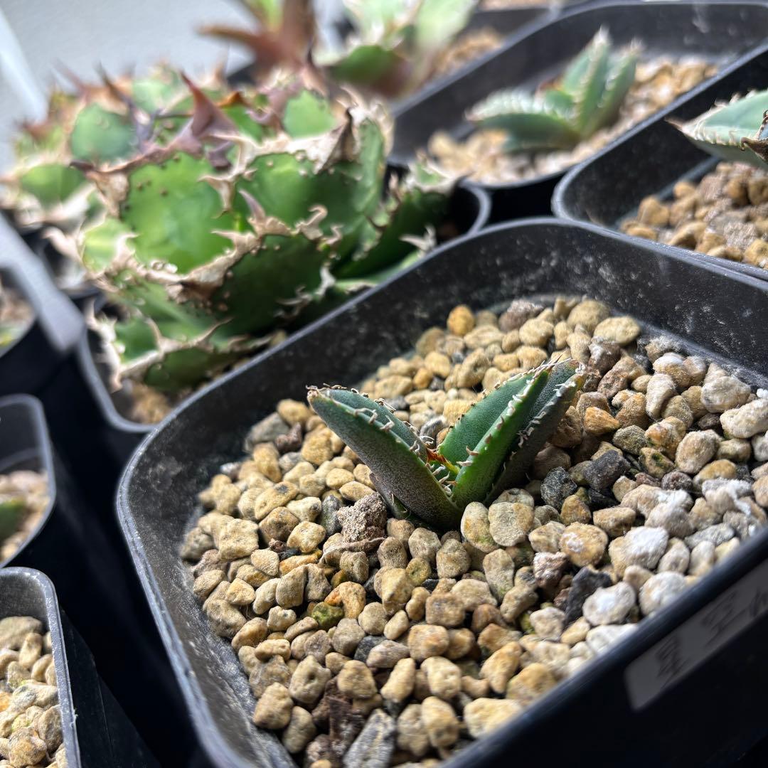 たかまる様確認用ページ