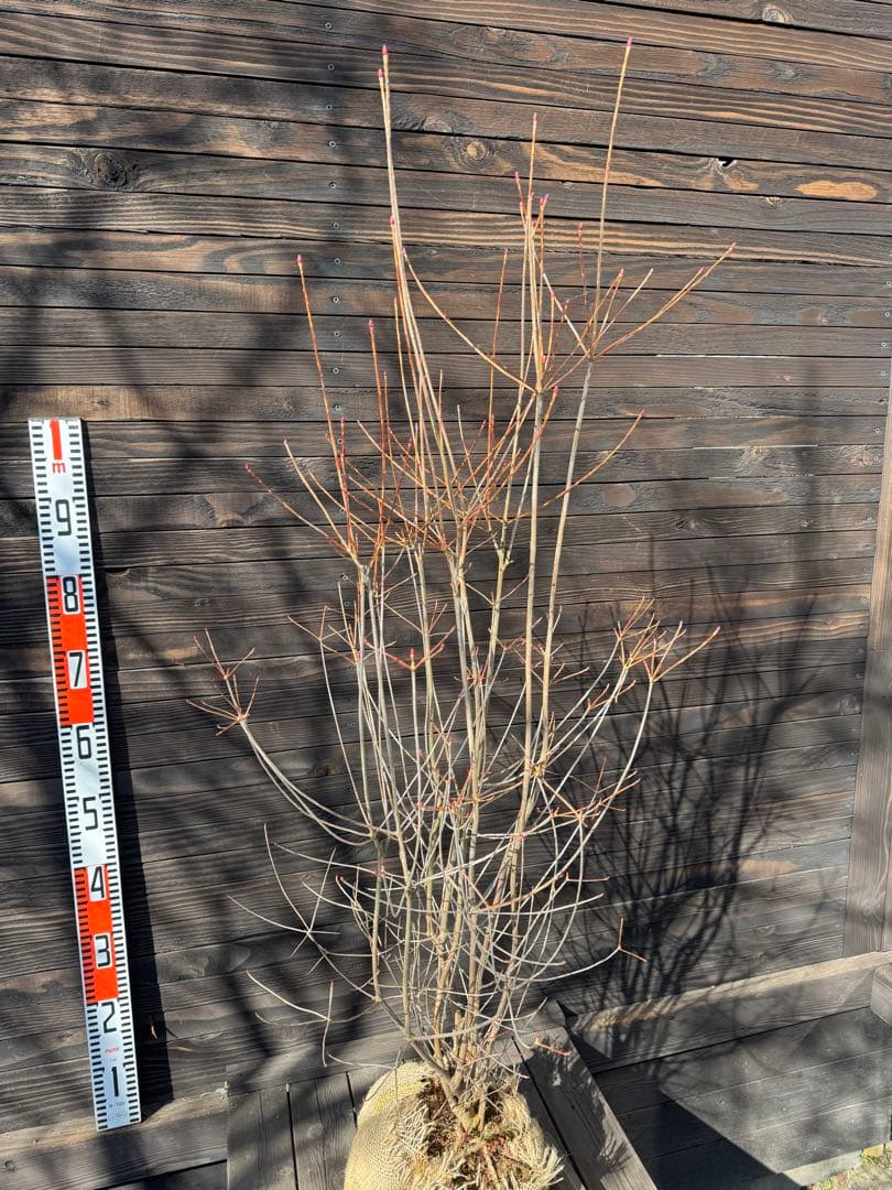 ベニドウダンツツジ/良形株【現品発送】管理80032