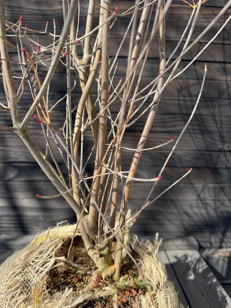 ベニドウダンツツジ/良形株【現品発送】管理80032