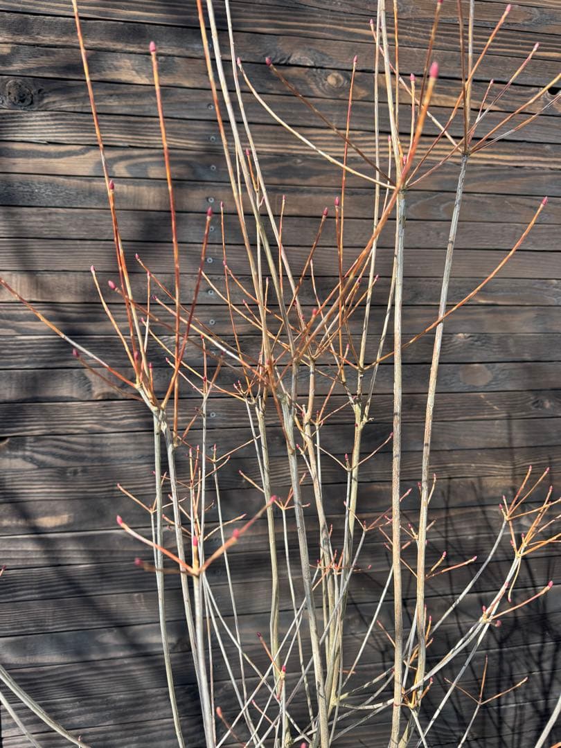 ベニドウダンツツジ/良形株【現品発送】管理80032