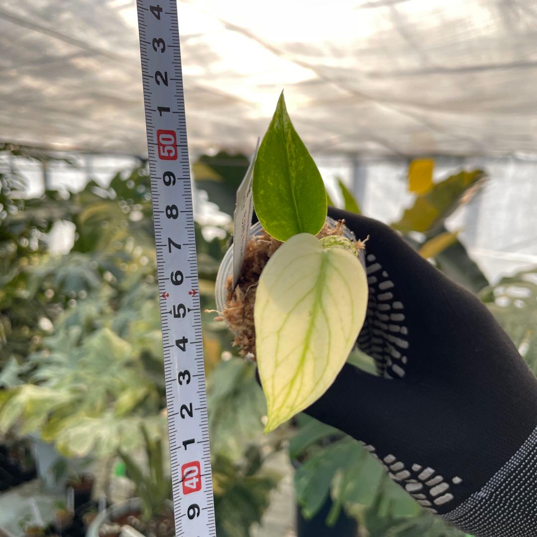 DM3モンステラ デリシオーサ ミント斑入り 2寸ポリポット ネコポス発送