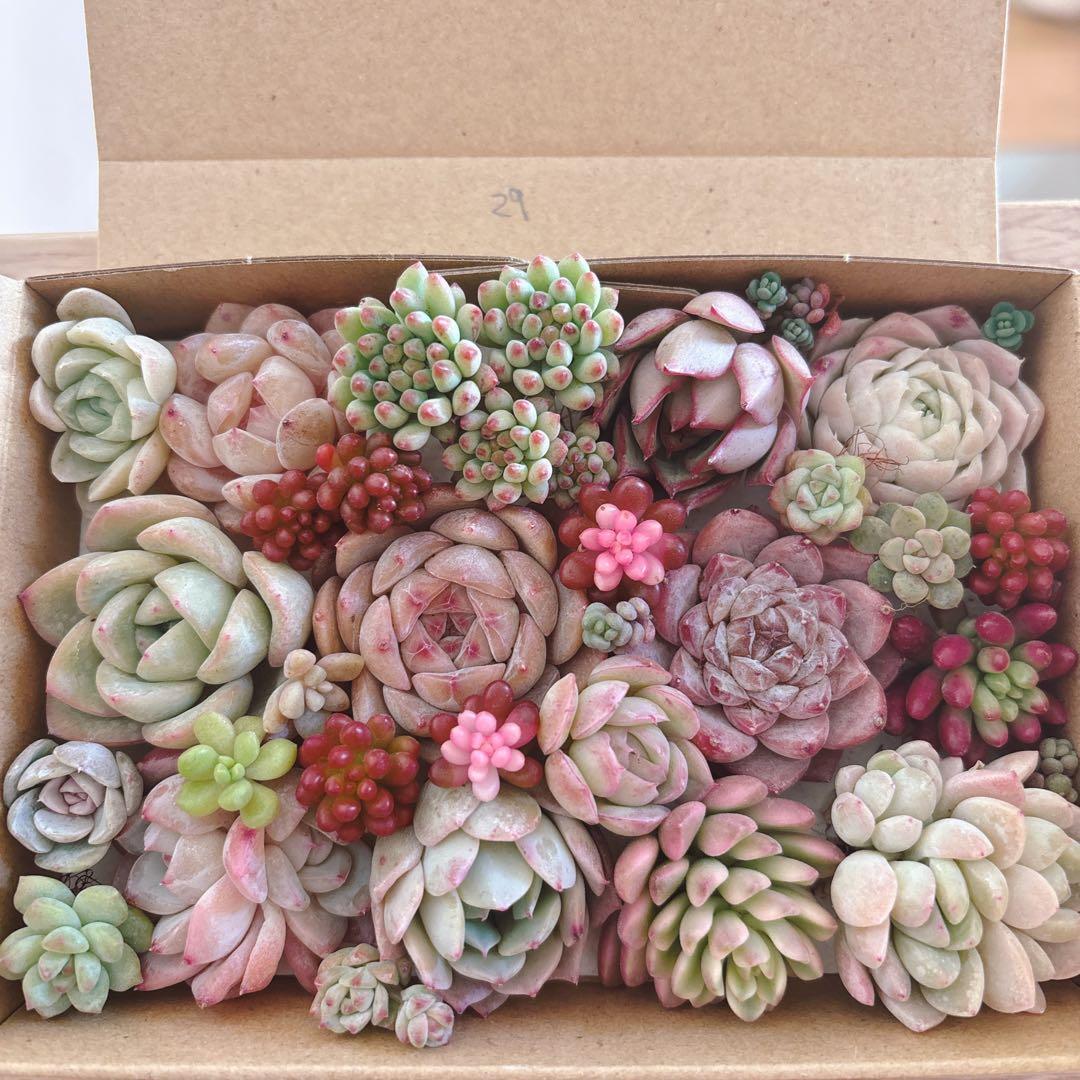 金　ゆうゆうメルカリ便　多肉植物　カット苗とセダム寄せ植えセット