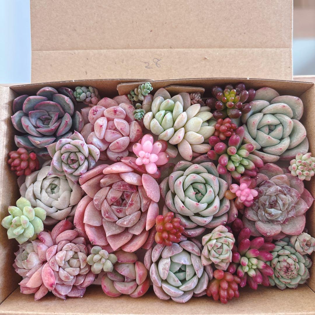 金　ゆうゆうメルカリ便　多肉植物　カット苗とセダム寄せ植えセット