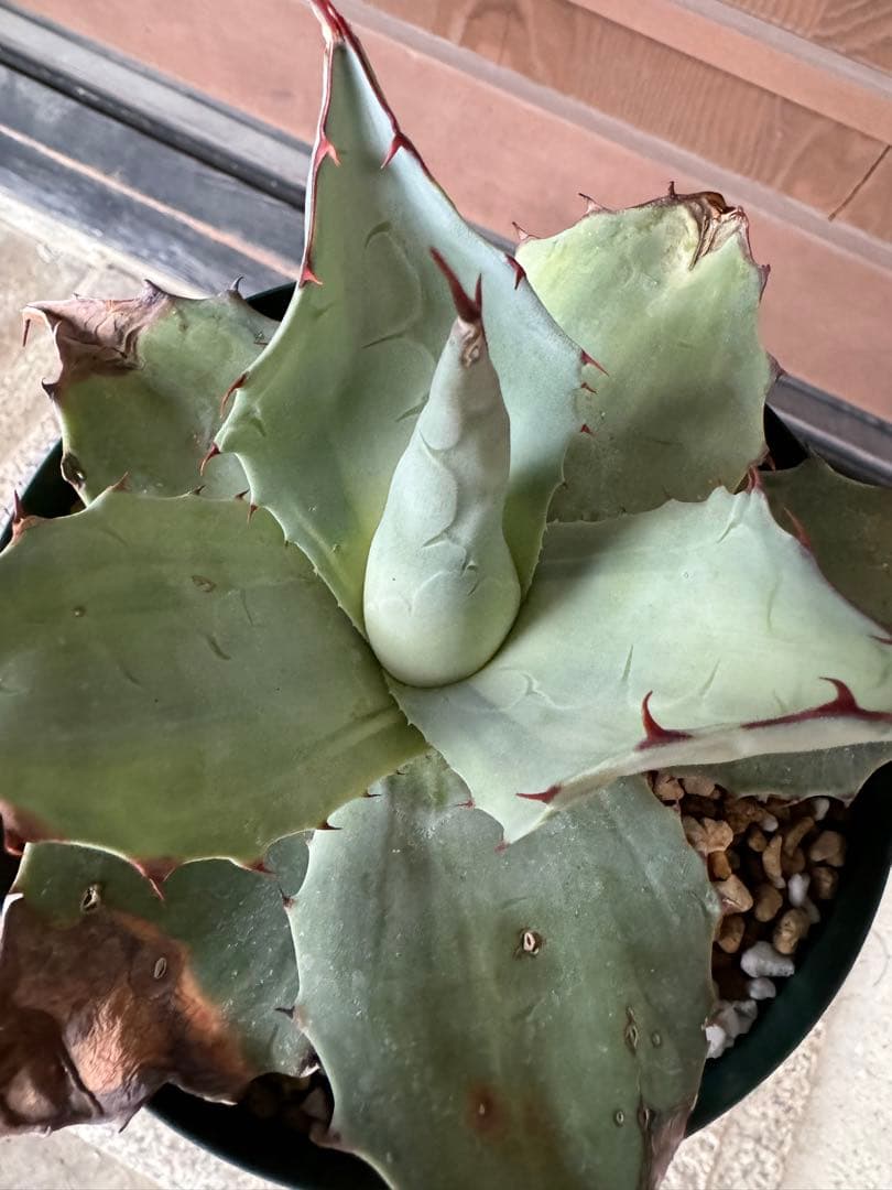 アガベ Agave ovatifolia 'Awakening Angel' 202