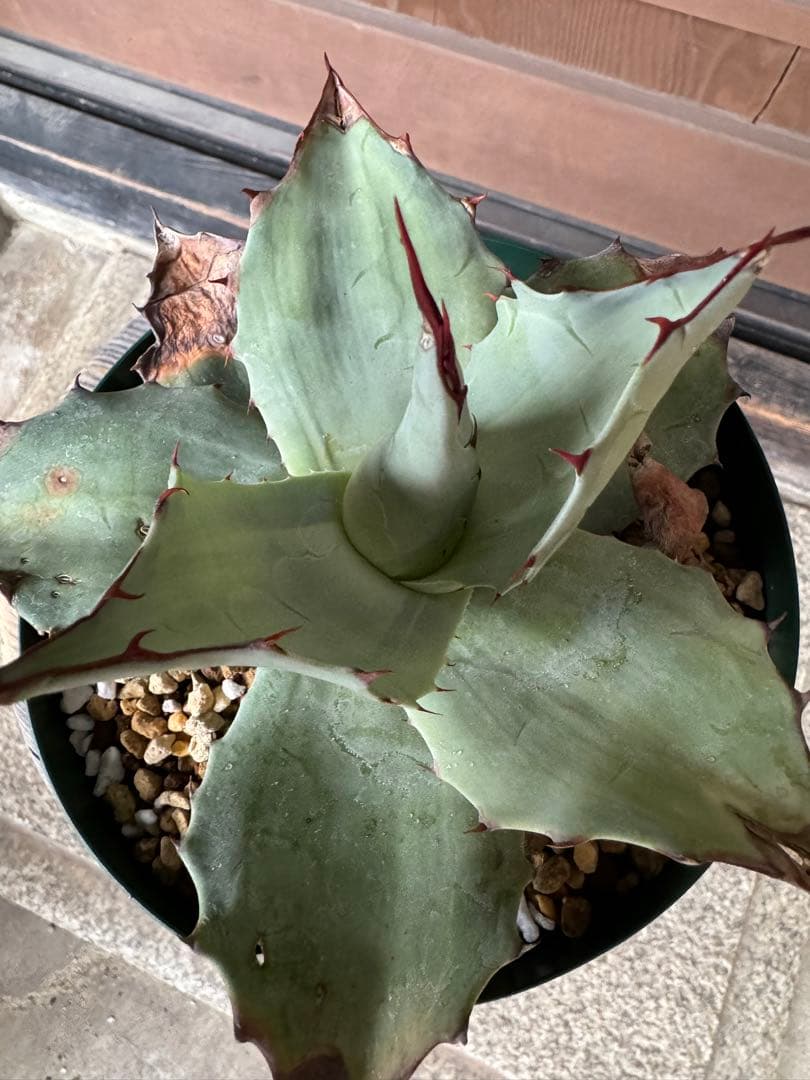 アガベ Agave ovatifolia 'Awakening Angel' 202