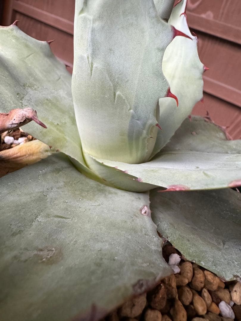 アガベ Agave ovatifolia 'Awakening Angel' 202