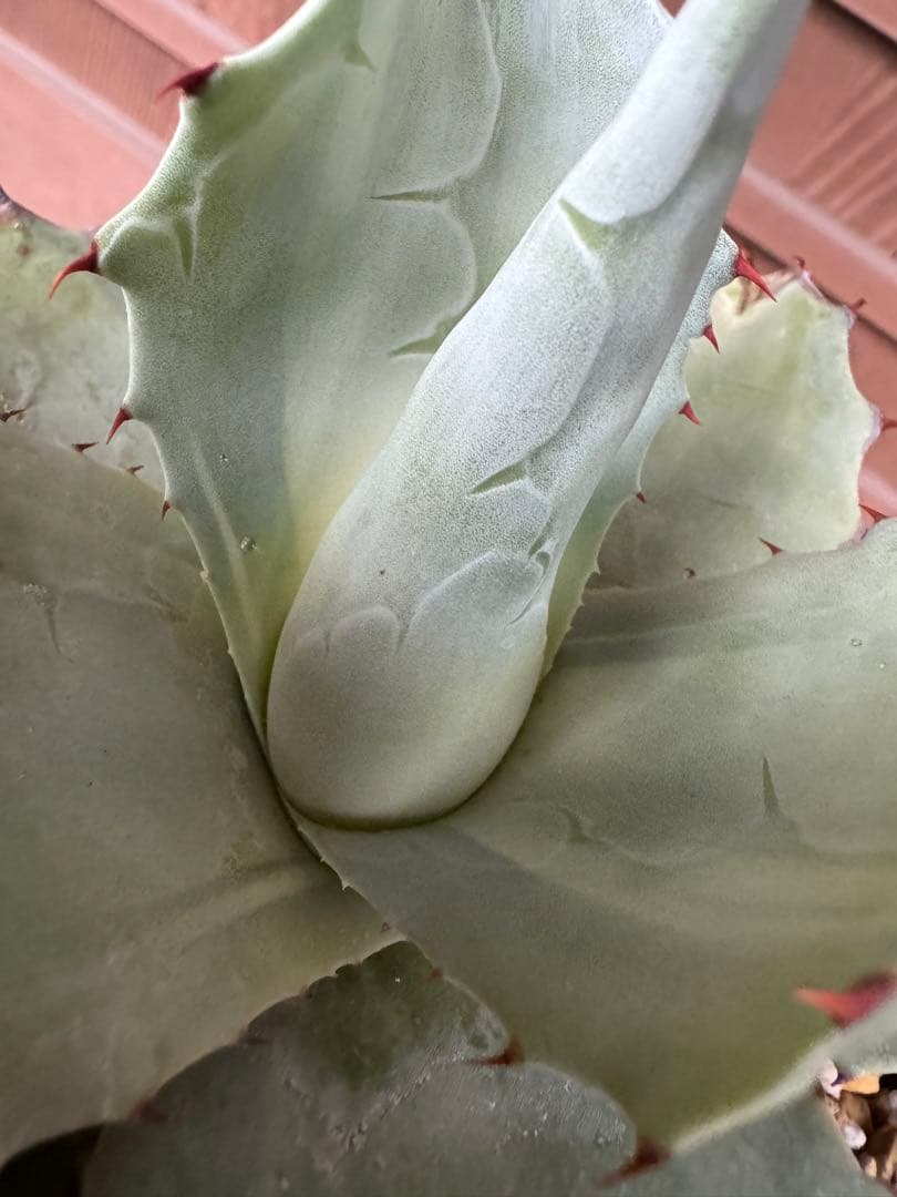 アガベ Agave ovatifolia 'Awakening Angel' 202