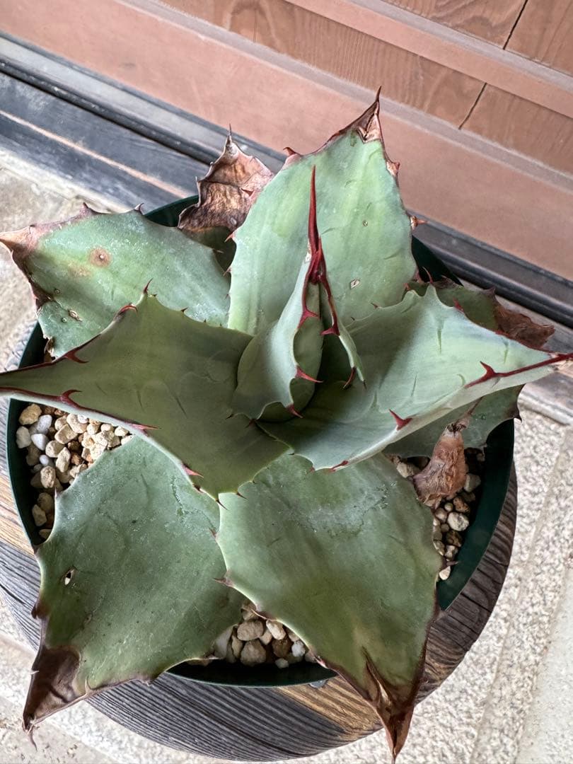 アガベ Agave ovatifolia 'Awakening Angel' 202