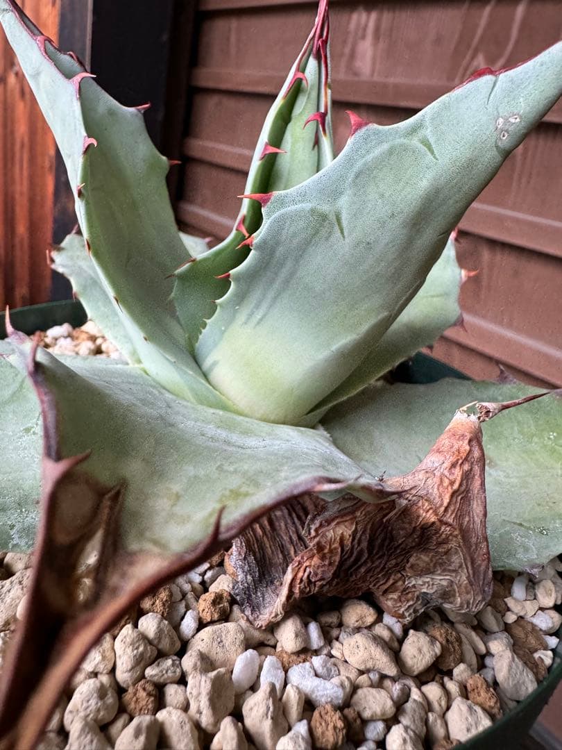 アガベ Agave ovatifolia 'Awakening Angel' 202