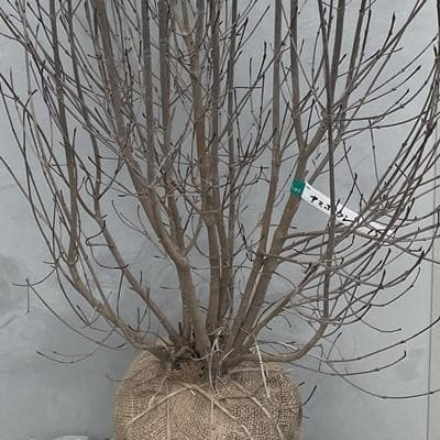 《現品》山法師(ヤマボウシ)株立ち　樹高1.4ｍ（根鉢含まず）15【苗木/植木】