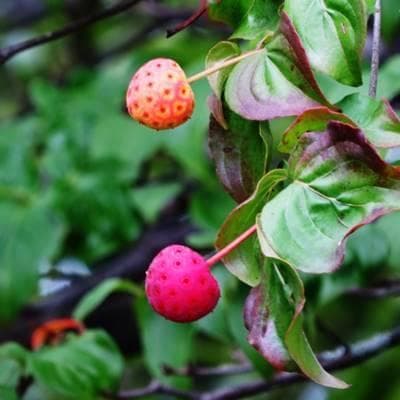 《現品》山法師(ヤマボウシ)株立ち　樹高1.4ｍ（根鉢含まず）15【苗木/植木】