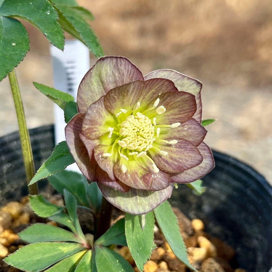 ば*な様 3514☘️蕾花タグ付☘️超小〜小輪⭐️放射状ストライプ柄⭐️超コンパ