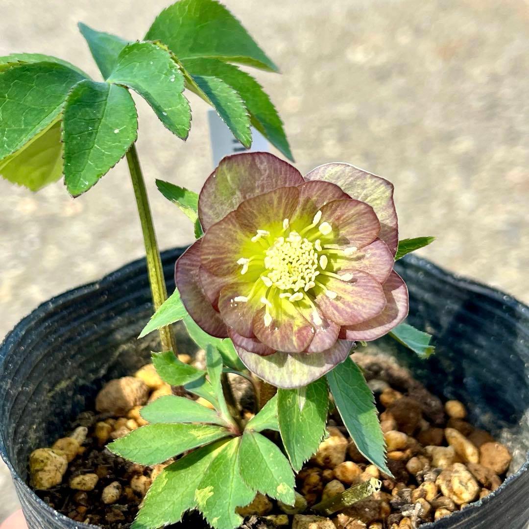 ば*な様 3514☘️蕾花タグ付☘️超小〜小輪⭐️放射状ストライプ柄⭐️超コンパ