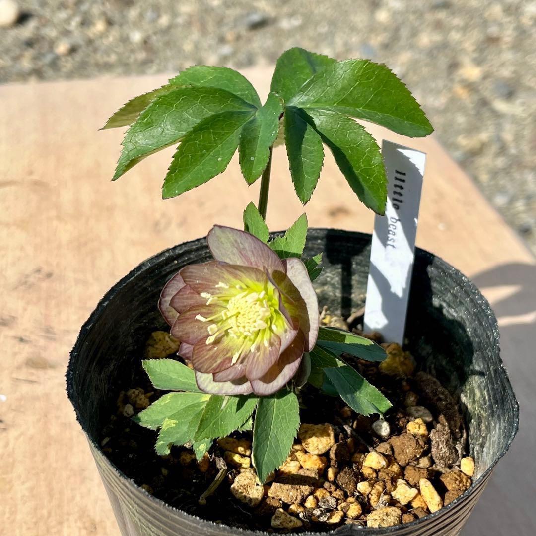 ば*な様 3514☘️蕾花タグ付☘️超小〜小輪⭐️放射状ストライプ柄⭐️超コンパ