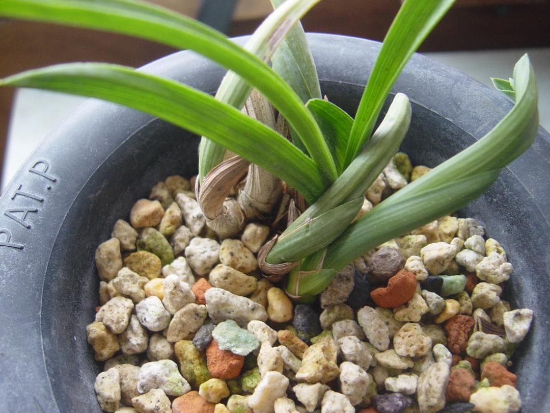 ７３山野草　野生蘭　日本春蘭　葉変わり