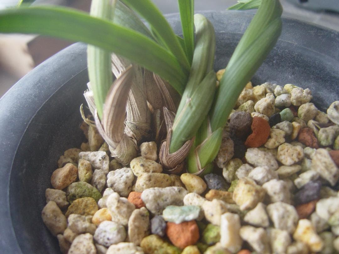 ７３山野草　野生蘭　日本春蘭　葉変わり