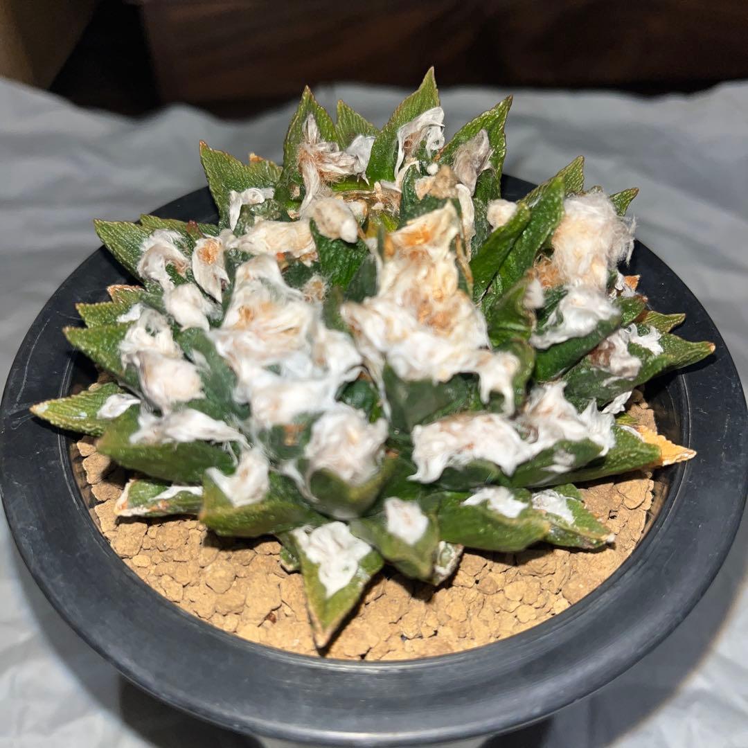 《R's》アリオカプス【ブラボアナス】（大株・分頭中）