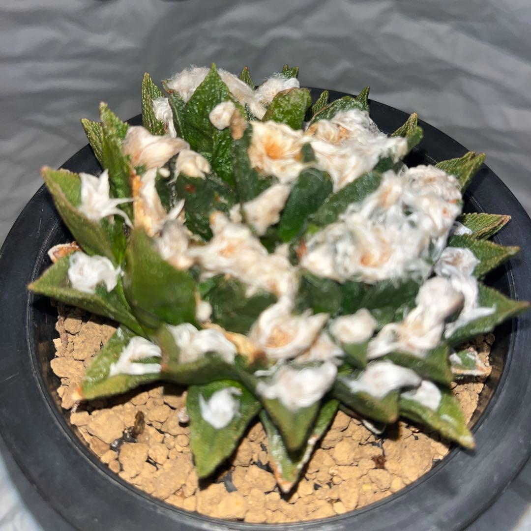 《R's》アリオカプス【ブラボアナス】（大株・分頭中）