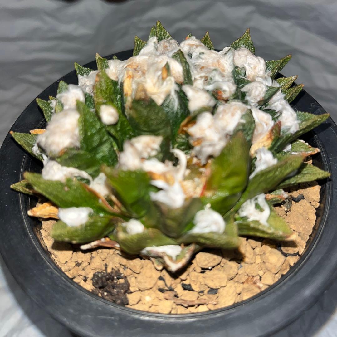 《R's》アリオカプス【ブラボアナス】（大株・分頭中）