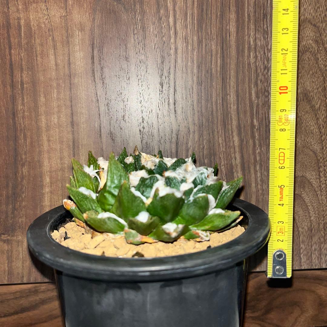 《R's》アリオカプス【ブラボアナス】（大株・分頭中）