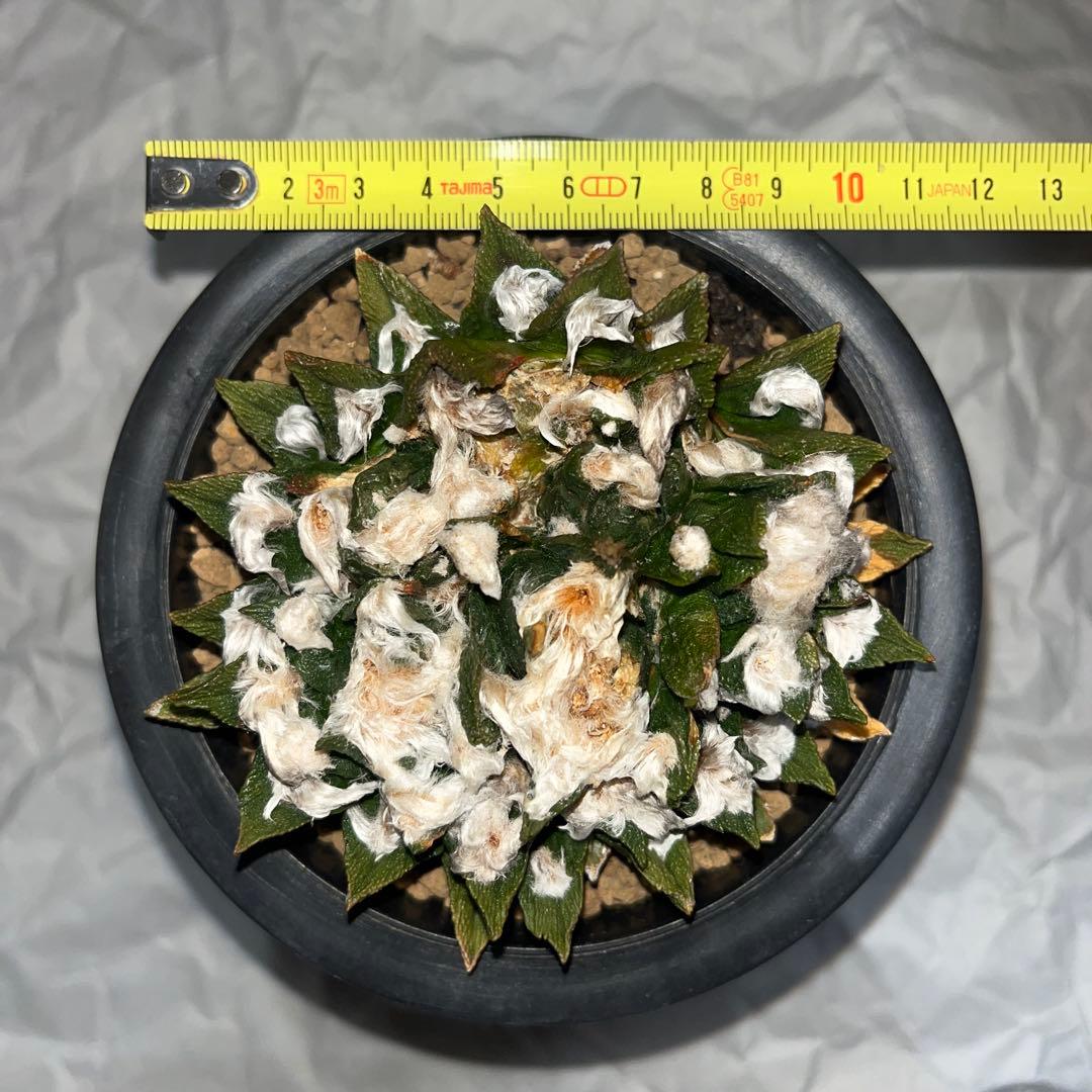 《R's》アリオカプス【ブラボアナス】（大株・分頭中）