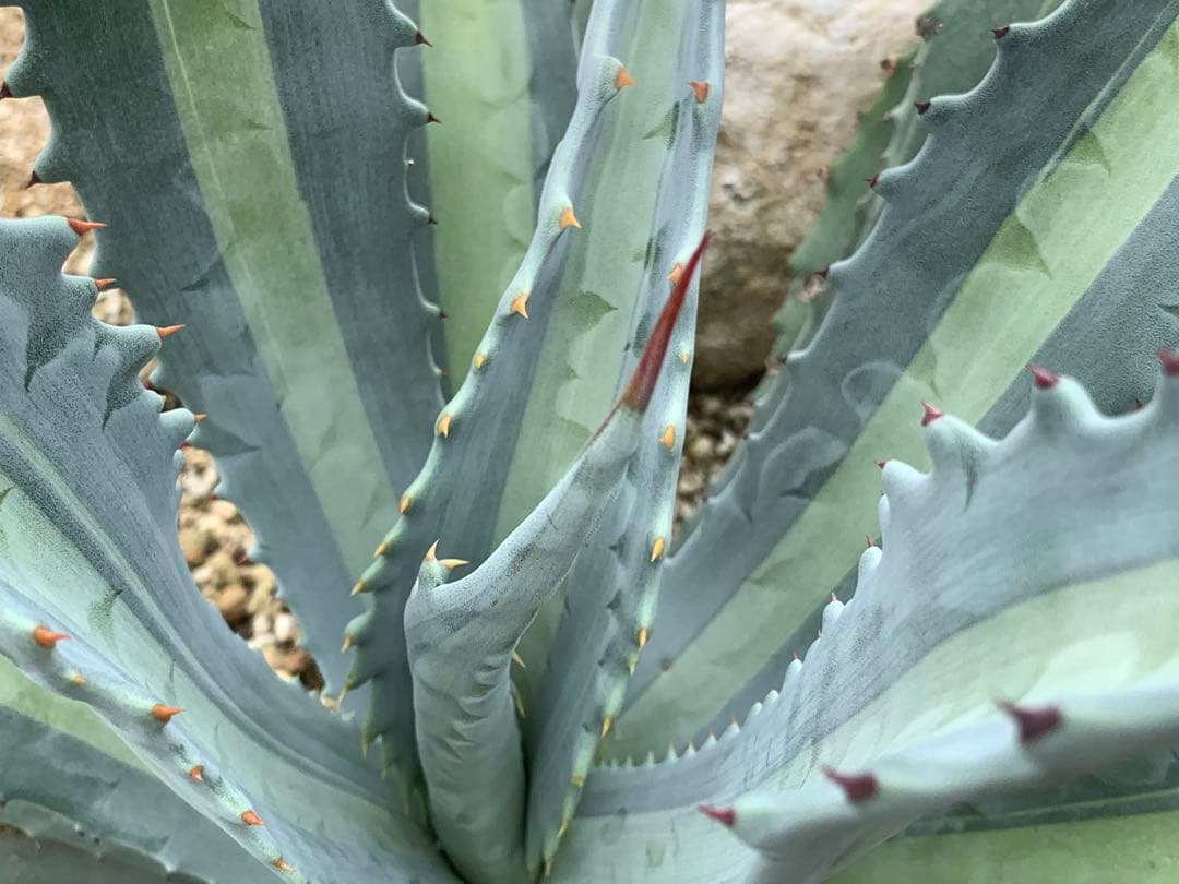 【特選】プロトアメリカーナ⭐︎レモンライム✴︎シルバーライム✴︎極上美株✴︎抜き苗発送