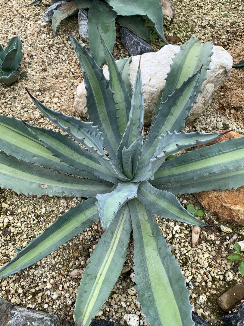 【特選】プロトアメリカーナ⭐︎レモンライム✴︎シルバーライム✴︎極上美株✴︎抜き苗発送