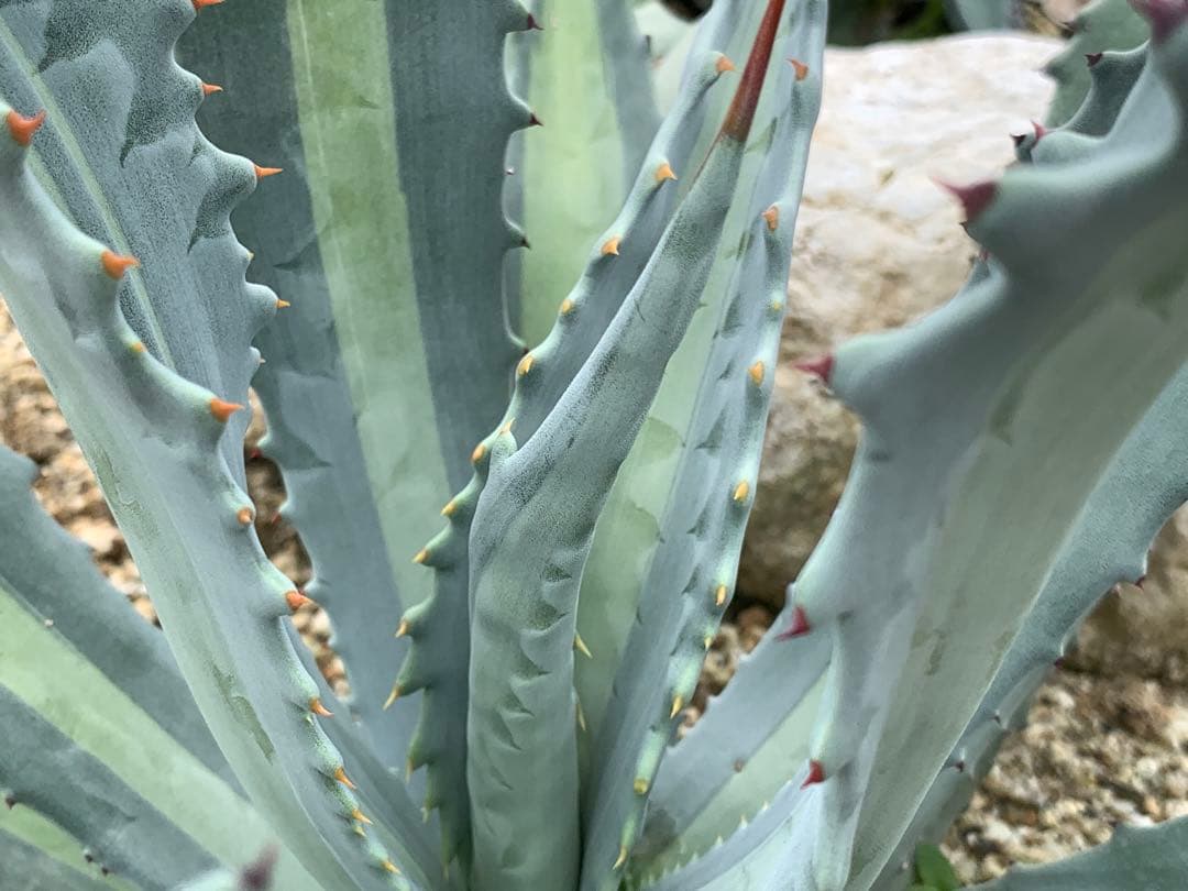 【特選】プロトアメリカーナ⭐︎レモンライム✴︎シルバーライム✴︎極上美株✴︎抜き苗発送