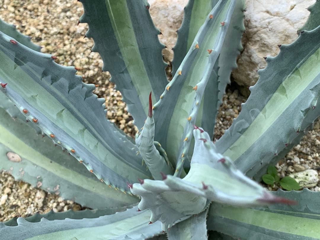 【特選】プロトアメリカーナ⭐︎レモンライム✴︎シルバーライム✴︎極上美株✴︎抜き苗発送