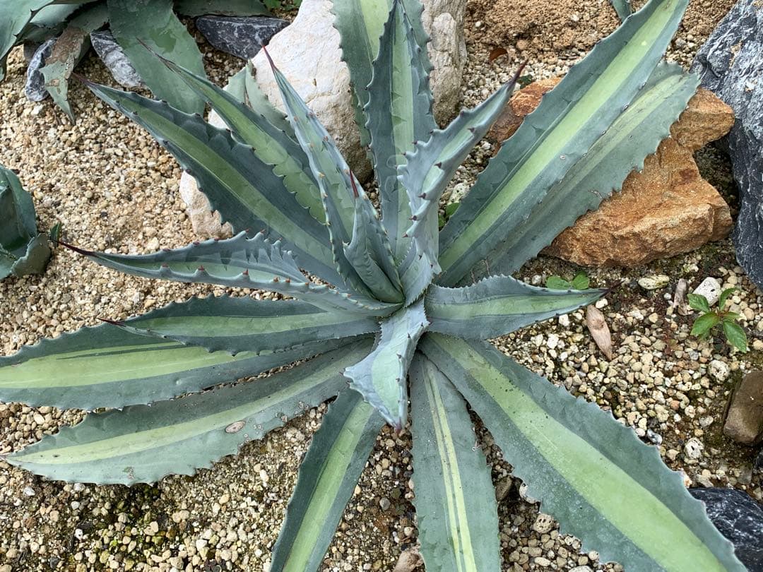 【特選】プロトアメリカーナ⭐︎レモンライム✴︎シルバーライム✴︎極上美株✴︎抜き苗発送