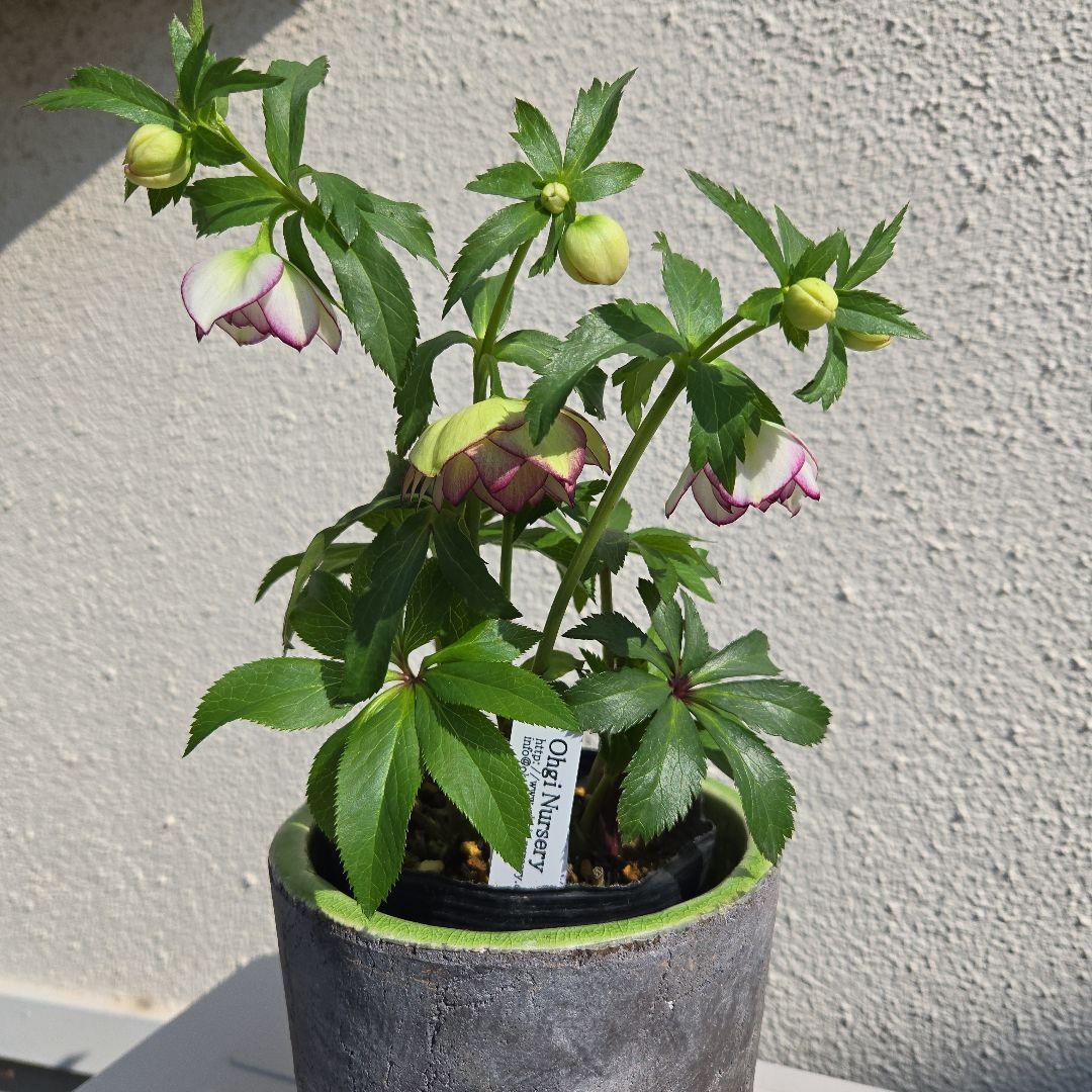 クリスマスローズ　大木ナーサリー　ムルチフィダス系dd