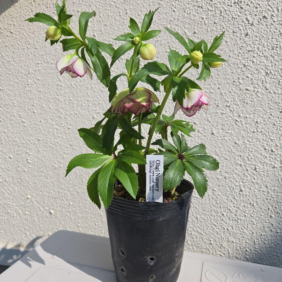 クリスマスローズ　大木ナーサリー　ムルチフィダス系dd