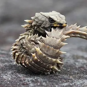 イギリス人留学生 アリス - メルカリ