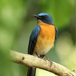 メルカリ便 蒼き王道 ドギラゴン超 ドギラゴンハイパー 秘 シク